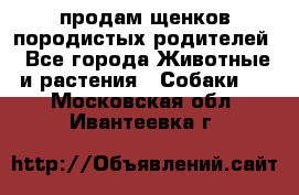 продам щенков породистых родителей - Все города Животные и растения » Собаки   . Московская обл.,Ивантеевка г.